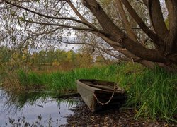 Łódka przypięta do wierzby na brzegu jeziora