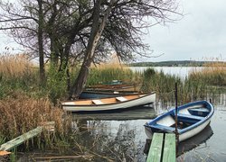 Łódki pod drzewem w szuwarach na jeziorze