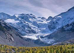 Szwajcaria, Góry, Alpy, Lodowiec, Morteratsch Glacier, Drzewa
