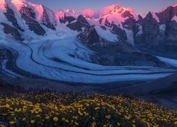 Ośnieżone, Góry, Lodowiec, Pers Glacier, Łąka, Żółte, Kwiaty, Szwajcaria