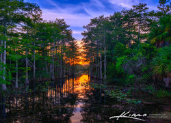 Stany Zjednoczone, Floryda, Palm Beach Garden, Las, Drzewa, Rośliny, Jezioro, Loxahatchee Slough, Zachód słońca