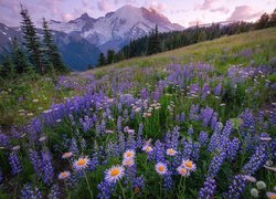 Stany Zjednoczone, Stan Waszyngton, Góry, Park Narodowy Mount Rainier, Stratowulkan, Wzgórze, Łąka, Astry, Łubin