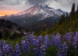 Stratowulkan Mount Rainier, Góry, Park Narodowy Mount Rainier, Łąka, Łubin, Drzewa, Zachód słońca, Stan Waszyngton, Stany Zjednoczone