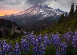 Łubin i drzewa na tle stratowulkanu Mount Rainier