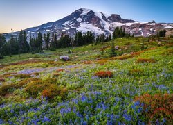 Góry, Ośnieżone, Drzewa, Łąka, Kwiaty, Łubin, Park Narodowy Mount Rainier, Stan Waszyngton, Stany Zjednoczone