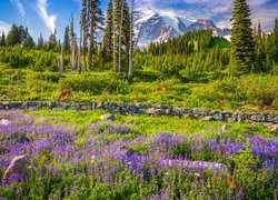 Łubin i sarny na łące na tle stratowulkanu Mount Rainier