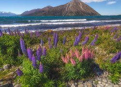 Góry, Jezioro Ohau, Kwiaty, Łubin, Nowa Zelandia