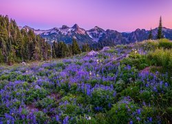 Góry, Drzewa, Łąka, Kwiaty, Łubiny, Park Narodowy Mount Rainier, Stan Waszyngton, Stany Zjednoczone
