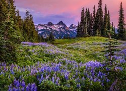 Park Narodowy Mount Rainier, Góry, Tatoosh Range, Łąka, Kwiaty, Łubin, Mgła, Stan Waszyngton, Stany Zjednoczone