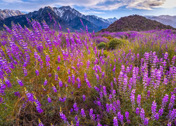 Stany Zjednoczone, Kalifornia, Alabama Hills, Mount Withney, Góry, Kwiaty, Łubin