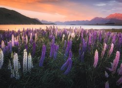 Nowa Zelandia, Jezioro Tekapo, Łubin, Łąka, Góry