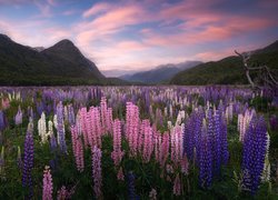 Nowa Zelandia, Region Fiordland, Góry, Dolina, Eglinton Valley, Łąka, Łubin