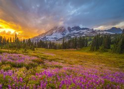 Stany Zjednoczone, Waszyngton, Park Narodowy Mount Rainier, Stratowulkan, Mount Rainier, Góry, Łąka, Łubin, Góry, Zachód słońca