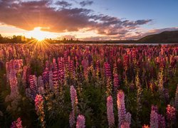 Nowa Zelandia, Góry, Promienie słońca, Jezioro Tekapo, Drzewa, Kwiaty, Łubin, Chmury