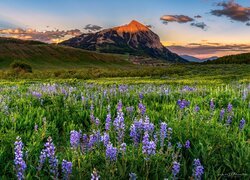 Zachód słońca, Łąka, Kwiaty, Łubiny, Góry, Drzewa, Miasto, Crested Butte, Stan, Kolorado, Stany Zjednoczone