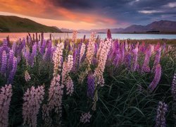 Łubin na tle jeziora Tekapo w Nowej Zelandii