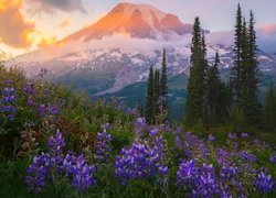 Łubin na tle stratowulkanu Mount Rainier