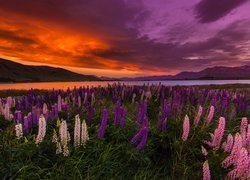 Łubin nad jeziorem Tekapo o zachodzie słońca