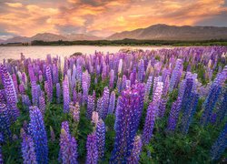 Nowa Zelandia, Jezioro Tekapo, Łubin, Zachód słońca, Góry