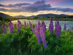 Nowa Zelandia, Queenstown, Jezioro, Wanaka, Łubin, Góra, Mount Cook