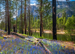 Łubin pod drzewami nad rzeką Merced w Parku Narodowym Yosemite