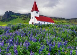 Łubin przed kościołem w Vik i Myrdal w Islandii