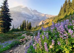 Drzewa, Kwiaty, Łubin, Kamienie, Góry, Park Narodowy Mount Rainier, Stan Waszyngton, Stany Zjednoczone