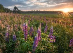 Łąka, Łubin, Promienie słońca, Podlasie, Województwo lubelskie, Polska