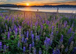 Stany Zjednoczone, Kalifornia, Wschód słońca, Jezioro, Tahoe Lake, Łąka, Łubin