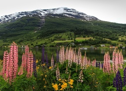 Łubinowa łąka i widok na miasteczko Olden w Norwegii