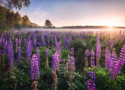 Polska, Podlasie, Łąka, Łubin, Wschód słońca, Mgła