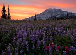 Łubinowa łąka na szlaku Mazama Ridge u stóp szczytu Mount Rainier