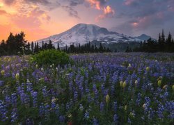 Stratowulkan Mount Rainier, Góry, Park Narodowy Mount Rainier, Łąka, Łubin, Drzewa, Zachód słońca, Chmury, Stan Waszyngton, Stany Zjednoczone