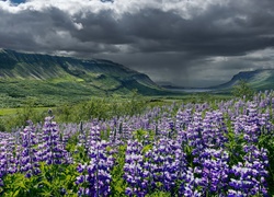 Łubinowa łąka w zachodniej Islandii