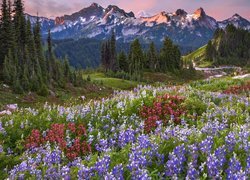 Łubiny na łące i Góry Kaskadowe w Parku Narodowym Mount Rainier