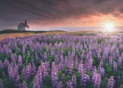 Łąka, Łubiny, Kościół Strandarkirkja, Zachód słońca, Selvogur, Islandia