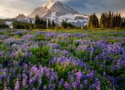 Łubiny na łące i stratowulkan Mount Rainier w oddali