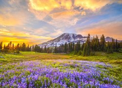 Łubiny na łące i stratowulkan Mount Rainier w promieniach wschodzącego słońca