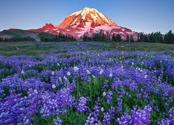 Łubiny na łące na tle rozświetlonego stratowulkanu Mount Rainier