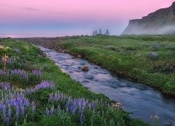 Poranek, Góry, Morze, Rzeka, Mgła, Łąka, Kwiaty, Łubin, Vik i Myrdal, Islandia