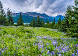Park Narodowy Glacier, Montana, Stany Zjednoczone, Kwiaty, Łubin, Drzewa, Góry, Łąka