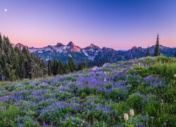 Park Narodowy Mount Rainier, Góry, Księżyc, Drzewa, Łąka, Łubiny, Kwiaty, Stan Waszyngton, Stany Zjednoczone