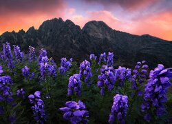 Słowacja, Góry, Tatry Wysokie, Kwiaty, Łubin, Zachód słońca, Chmury