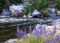 Rzeka, Merced River, Kamienie, Głazy, Kwiaty, Łubin, Park Narodowy Yosemite, Kalifornia, Stany Zjednoczone