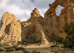 Stany Zjednoczone, Stan Utah, Pomnik Narodowy Grand Staircase-Escalante National Monument, Hrabstwo Kane, Łuk skalny Grosvenor Arch, Piaskowiec, Rośliny