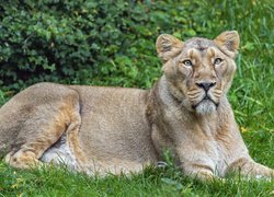 Lwica odpoczywająca na trawie