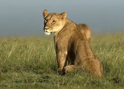 Lwica zapatrzona w fotografa