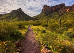 Stany Zjednoczone, Arizona, Park stanowy Picacho Peak, Góra, Zachód słońca, Kaktusy, Kwiaty, Łąka