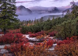 Góry Kołymskie, Mgła, Drzewa, Czerwone, Rośliny, Magadan, Rosja