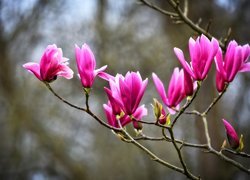 Magnolia purpurowa, Kwiaty, Gałązki
